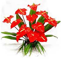 Flowers to Mumbai : Valentine's day Gifts to Mumbai