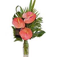Anthurium Flowers to Mumbai : Send Flowers to Mumbai