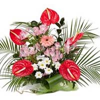 Anthurium Flowers to Mumbai : Send Flowers to Mumbai