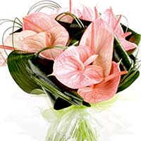 Anthurium Flowers to Mumbai : Send Flowers to Mumbai