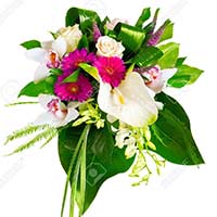 Anthurium Flowers to Mumbai : Send Flowers to Mumbai