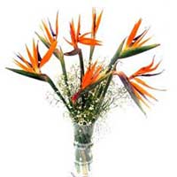 Flowers to Mumbai