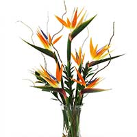 Valentines Day Flowers to Mumbai