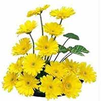Flowers to Mumbai : Birthday Flowers to Mumbai