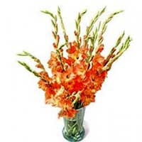 Glad Flowers to Delhi : Flowers to Delhi