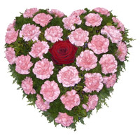Deliver 36 Pink Carnation Heart Arrangement in Mumbai incorporate with Christmas Flowers in Mumbai