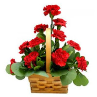 New Year Flowers to Nashik. Red Carnation Basket 12 Flowers to Mumbai
