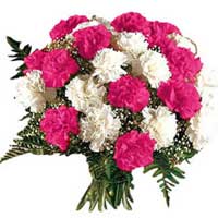 Beautiful Diwali Flowers to Mumbai that is Pink White Carnation Bouquet 12 Flowers to Mumbai