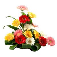 Deliver Flowers to Mumbai. Online Mixed Gerbera Basket 15 Flowers and Rakhi to Mumbai