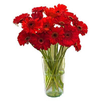 Deliver Rakhi and Red Gerbera in Vase 12 Flowers to Mumbai