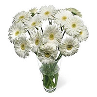 Online Valentine's Day Flower Delivery in Mumbai - White Gerbera