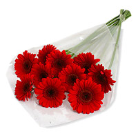 Send Red Gerbera Bouquet 12 Flowers for Friendship Day to Mumbai