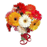 Send Diwali Flowers to Mumbai incorporate with Mixed Gerbera Bouquet 12 Flowers