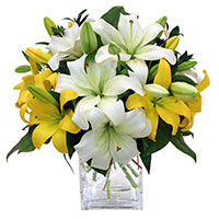 Send Christmas Flowers in Ahmednagar consisting of White Yellow Lily Vase 8 Stems Flower to Mumbai