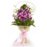 Deliver Diwali Flowers in Mumbai inclusive of Purple Orchid Bunch of 8 Stems Flowers in Mumbai
