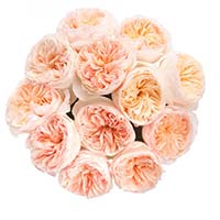 Send Flowers to Mumbai : Flowers to Mumbai