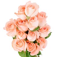 Flowers to Mumbai : Send Flowers to Mumbai