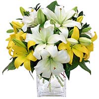 Flowers to Mumbai : Send Flowers to Mumbai