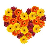 Order Friendship Day Flowers to Mumbai, Mixed Gerbera Heart 50 Flowers to Mumbai 
