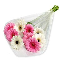 Flowers to Mumbai : Pink White Gerbera to Mumbai