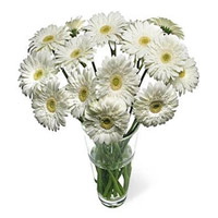 Shop Online New Year Flowers in Mumbai. White Gerbera in Vase 12 Flowers in Mumbai