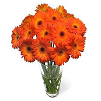 Best Flowers for Friend on Friendship Day, Place order to send Orange Gerbera in Vase 24 Flowers to Mumbai