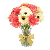 Send Mix Gerbera in Vase 15 Flowers to Mumbai on Rakhi
