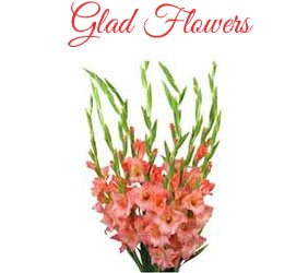 Best Florist in Mumbai