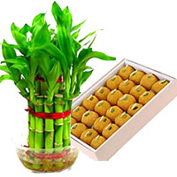 Gift Delivery Mumbai to send Lucky Bamboo Plant with 500 gm Motichoor Ladoo