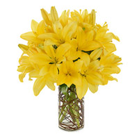 Online Rakhi Delivery to Mumbai with 8 Yellow Lily Flower Stems in Vase