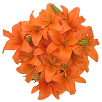Send Diwali Flower with Orange Lily Flower Bouquet in Mumbai including 15 Flower Stems