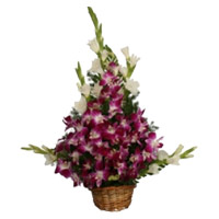 Buy Holi Flowers to Mumbai